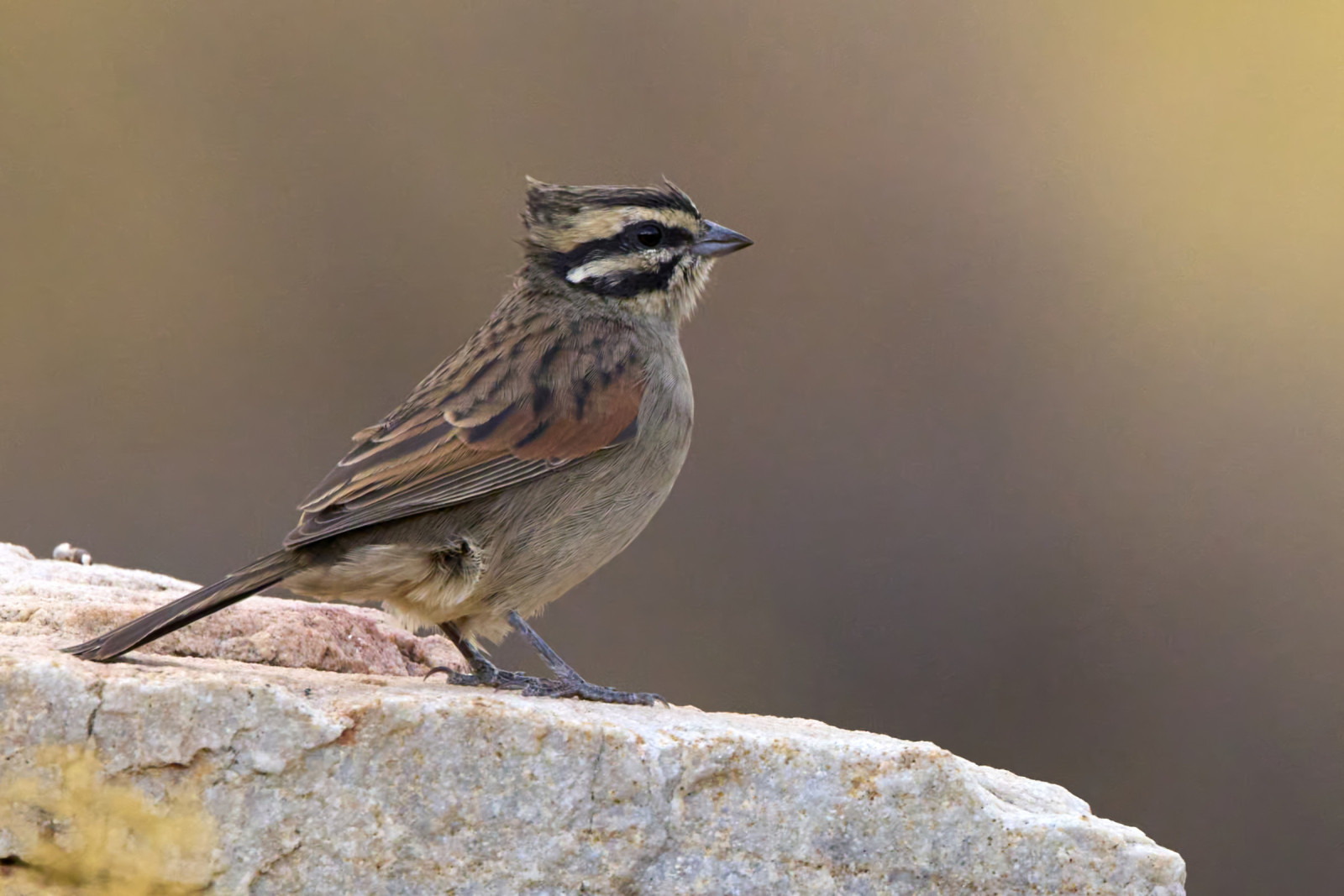 image Cape Bunting